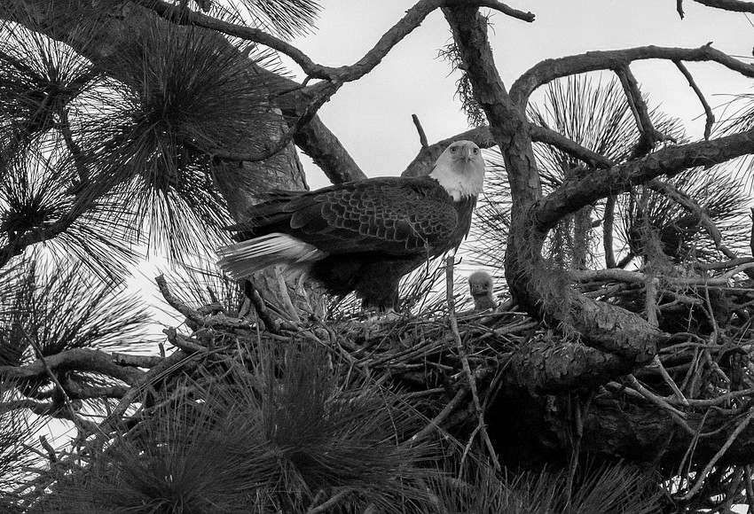 Houghton half down deposit - Image 4